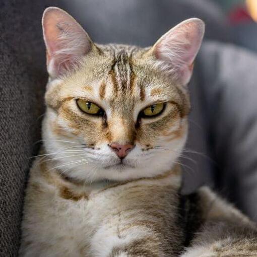 Race de chat asiatique