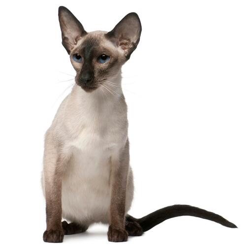 Balinees kattenras