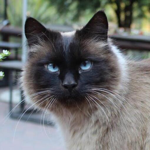 Race de chat balinais