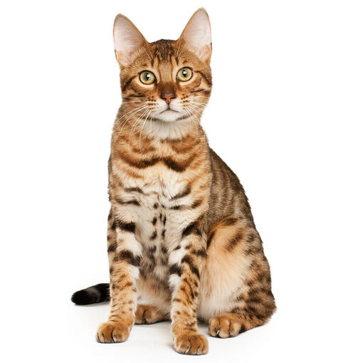 Race de chat du Bengale