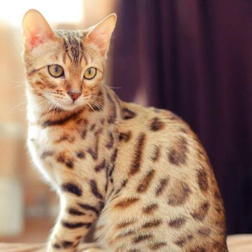 Bengaals kattenras