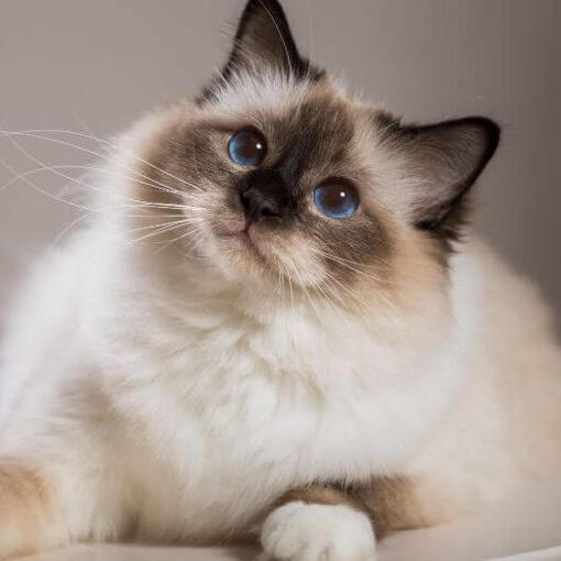 Birmese kattenras