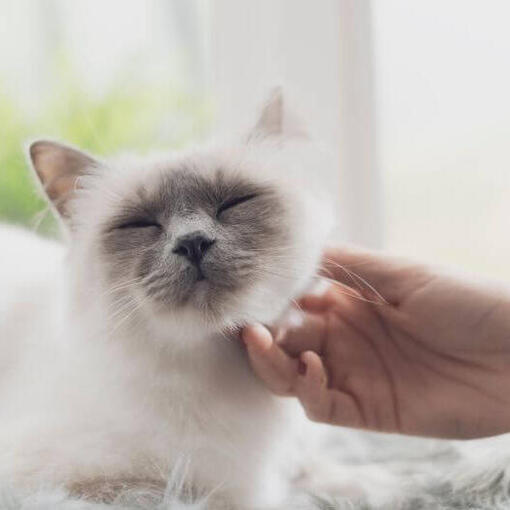 Birmese kattenras