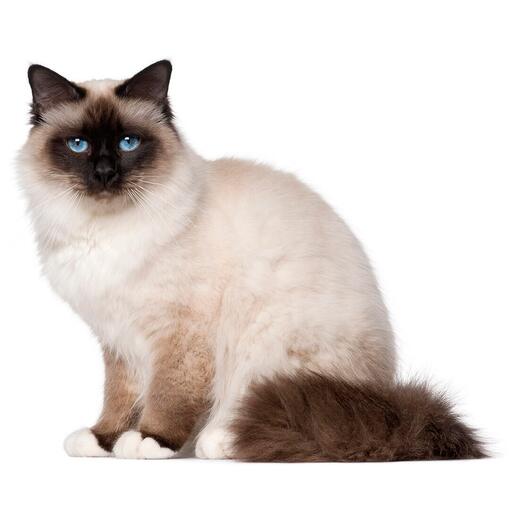 Birmese kattenras