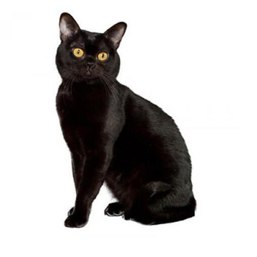 Bombay kattenras