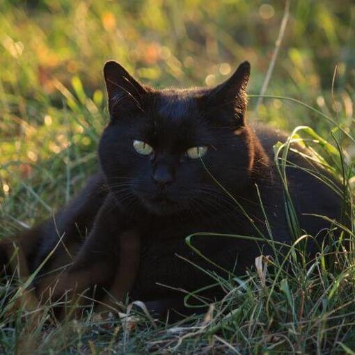Bombay-kat ligt op het bloemenveld