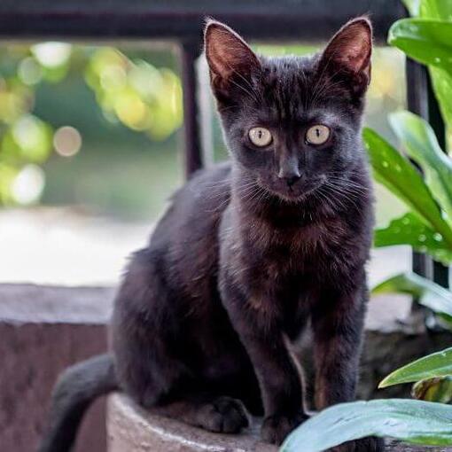 Bombay kattenras