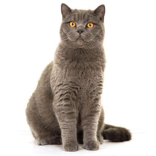 Race de chat British Shorthair