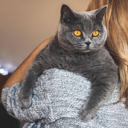 Femme tient son animal de compagnie - chat British Shorthair
