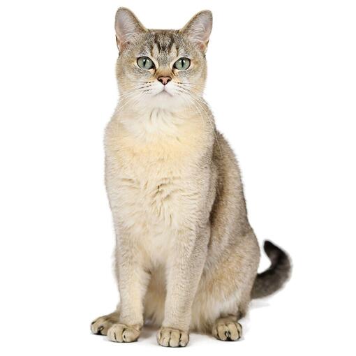 Race de chat Burmilla