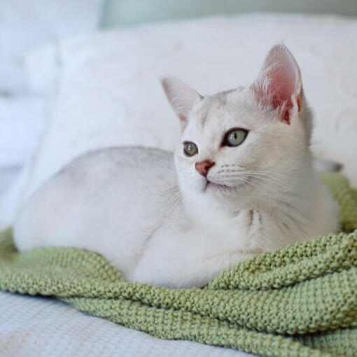 Burmilla kattenras