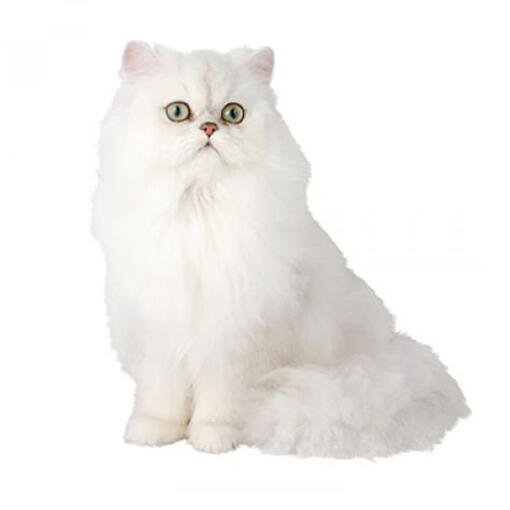 Chinchilla kattenras
