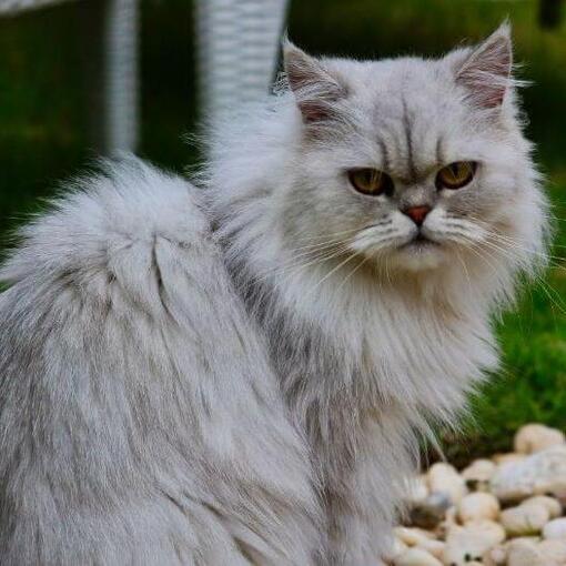 Chinchilla kattenras