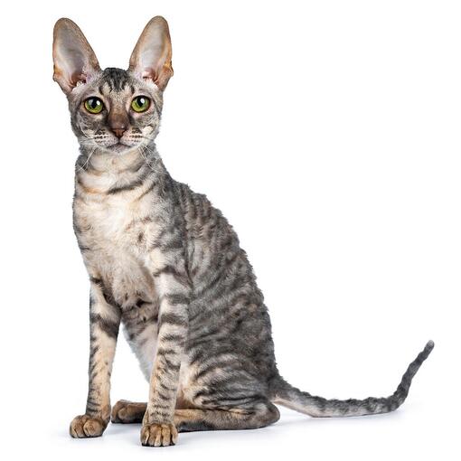 Race de chat Rex de Cornouailles