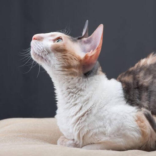 Race de chat Rex de Cornouailles