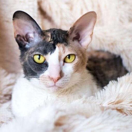 Cornish Rex-kat ligt op de bank