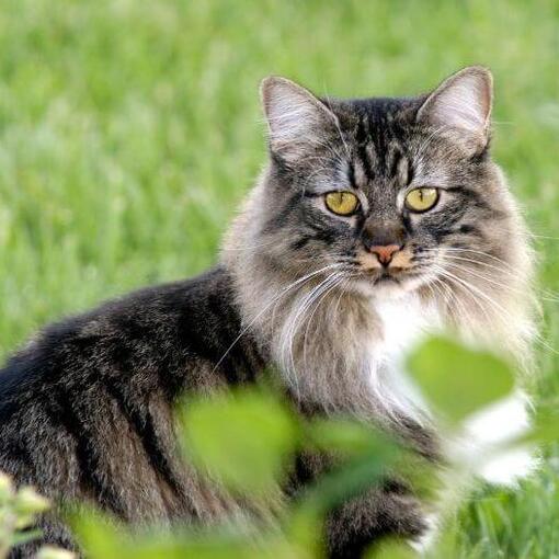 Cymrics kat staat in de tuin