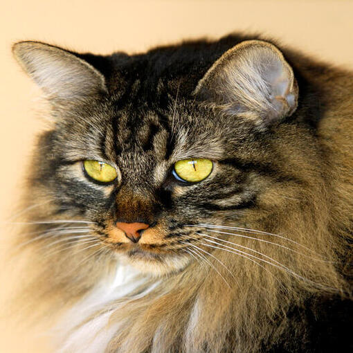 Cymrisch kattenras