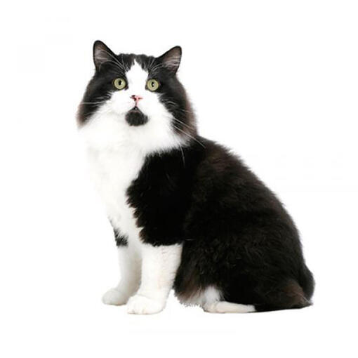 Cymrisch kattenras