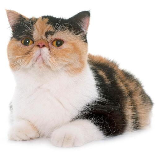 Exotisch korthaar kattenras