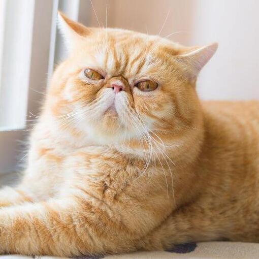 Exotisch korthaar kattenras