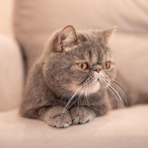 Exotic Shorthair est allongé sur le rebord de la fenêtre