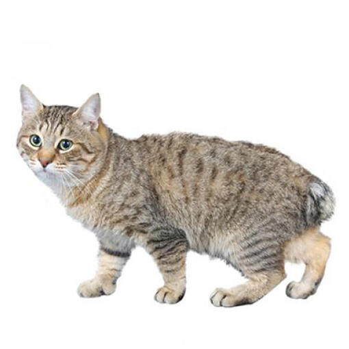 Japanse Bobtail (lang haar) kattenras