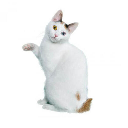 Japanse Bobtail (kort haar) kattenras