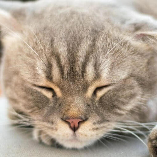 Japanse Bobtail (lang haar) kattenras