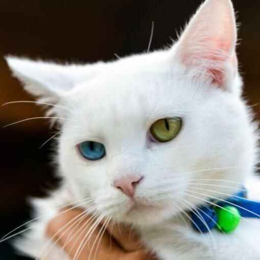 Japanse Bobtail Kort Haar kijkt naar iemand