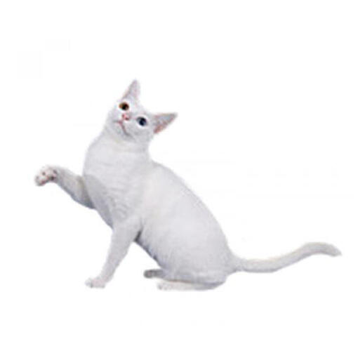 Khao Manee kattenras