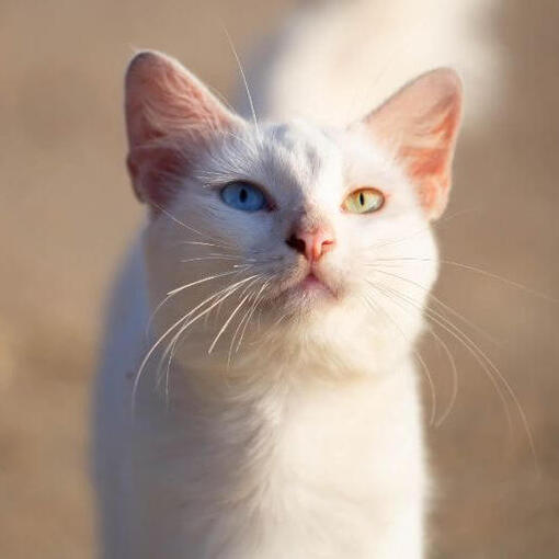 Khao Manee kattenras