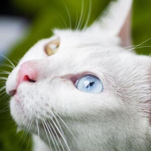 Le chat Khao Manee profite d’une journée chaude