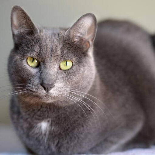 Race de chat Korat