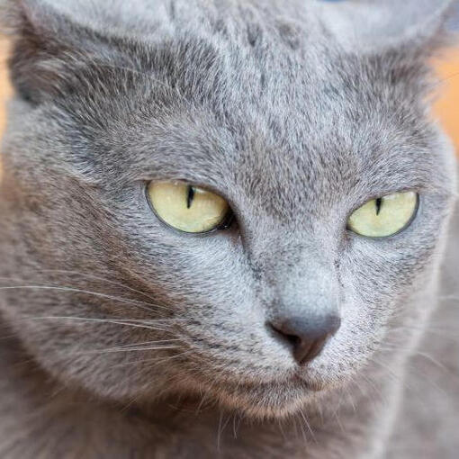 Le chat Korat est assis sur le tapis