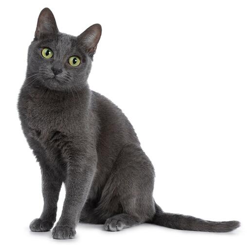Race de chat Korat
