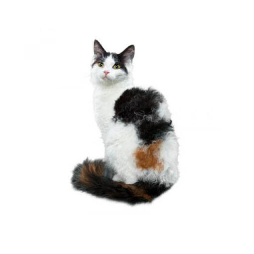 LaPerm kattenras