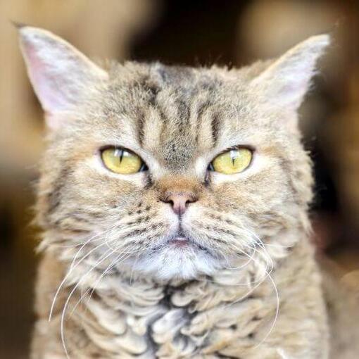 LaPerm kattenras