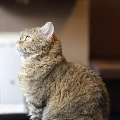 De kat van La Perm staart naar iets