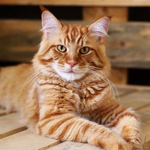 Ginger Maine Coon ligt op tafel