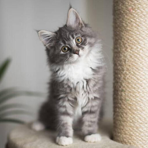 Maine Coon kattenras