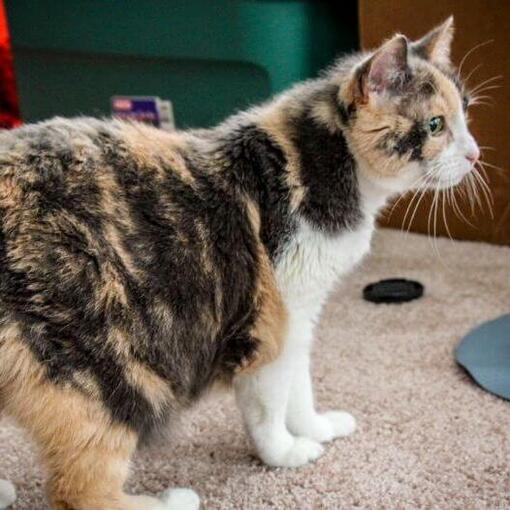 Manx-kat maakt zich klaar voor het avondeten