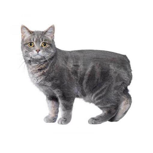 Race de chat manx