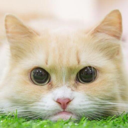 Munchkin kattenras