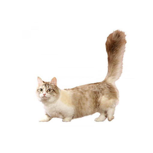 Munchkin kattenras