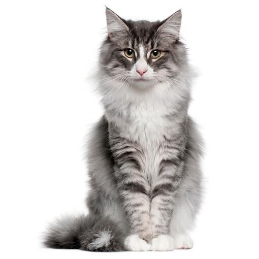 Race de chat des forêts norvégiennes