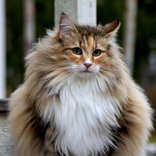 Race de chat des forêts norvégiennes