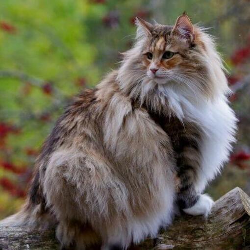 Le chat des forêts norvégiennes se tient dans la cour