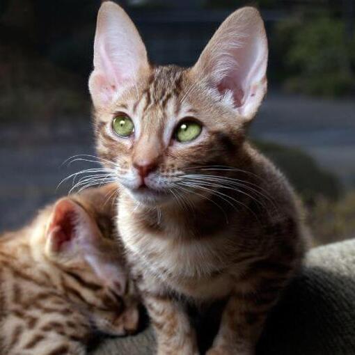 Ocicat kattenras