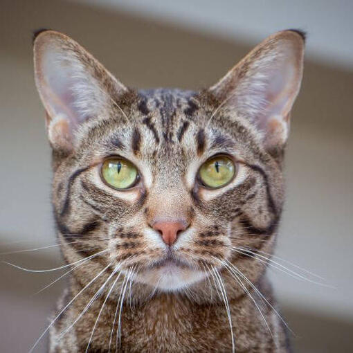 Ocicat kattenras